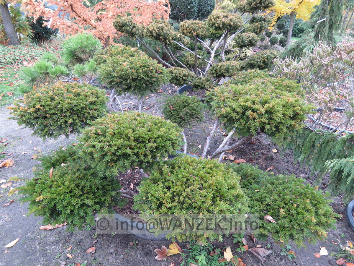 Taxus baccata 14 Bonsai 01.JPG
